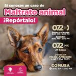 Exhorta gobierno municipal a denunciar los casos…