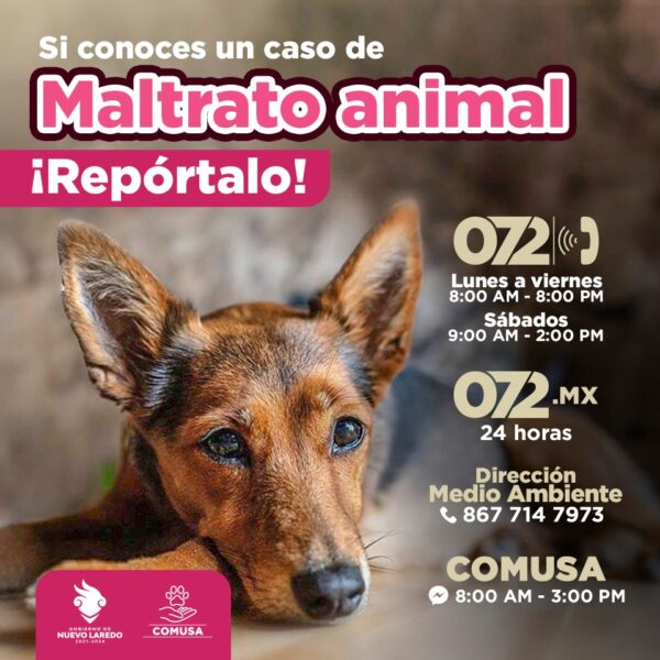 Exhorta gobierno municipal a denunciar los casos de maltrato a los animales