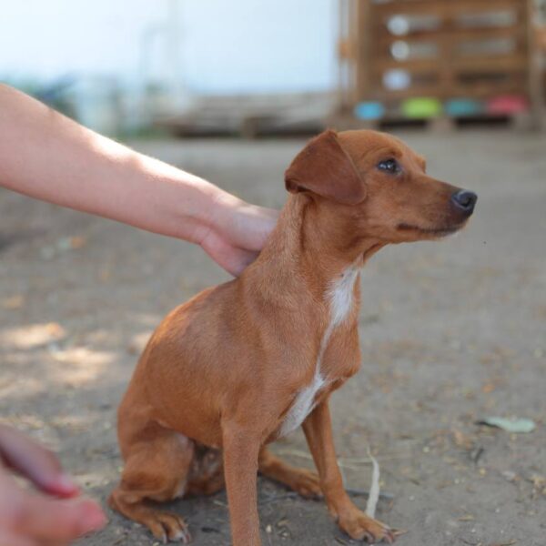 Aplica gobierno municipal 27 multas por maltrato animal en lo que va del año