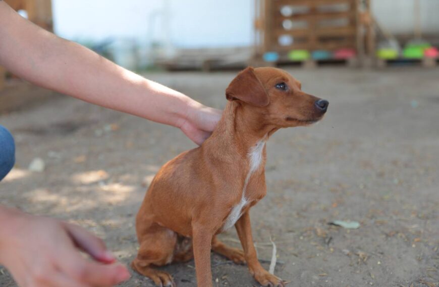 Aplica gobierno municipal 27 multas por maltrato animal en lo que va del año