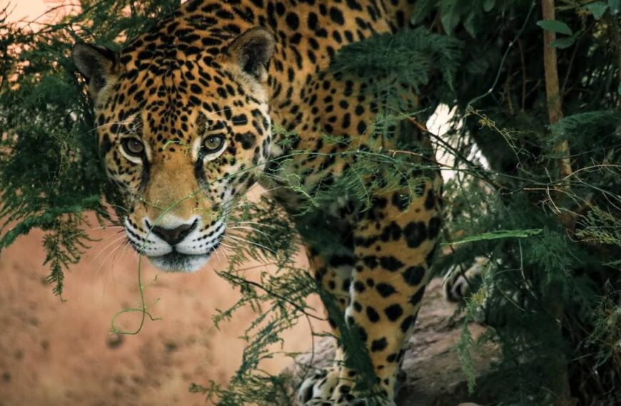 Tamaulipas, NL y Coahuila unen fuerzas para proteger al jaguar y oso negro