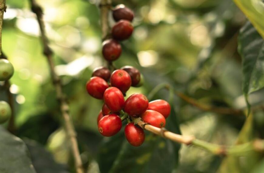 El café se está convirtiendo en un lujo y es culpa del cambio climático