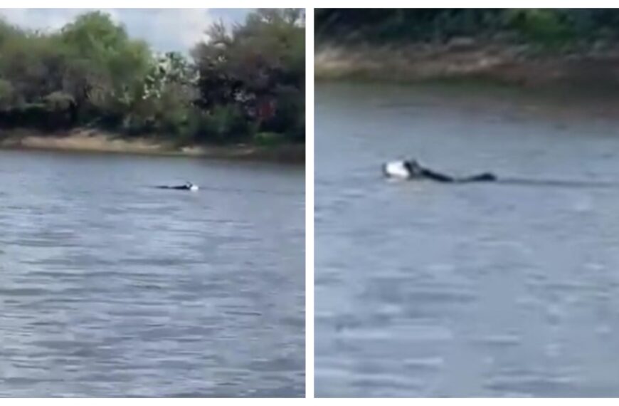 Joven muere ahogado en presa de Aguascalientes; su perro lo busca desesperadamente en el agua