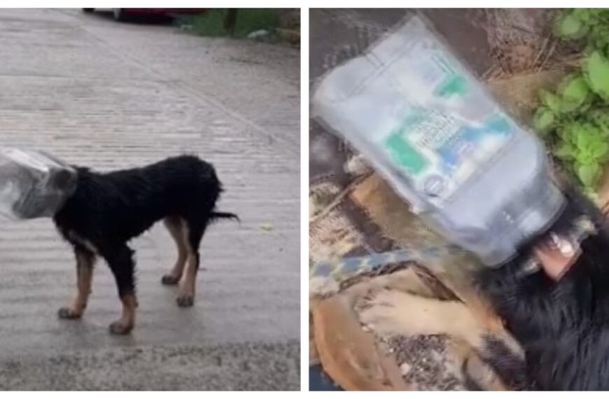 Perro sufre maltrato animal en Guerrero; lo rescatan milagrosamente de morir asfixiado