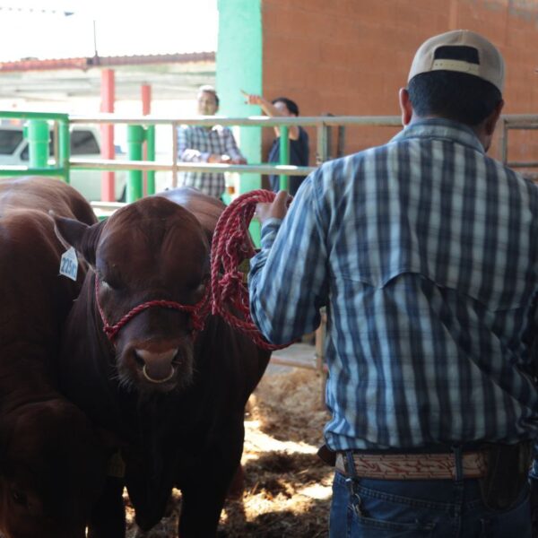 Brinda gobierno municipal pruebas veterinarias gratis a criaderos de ganado locales