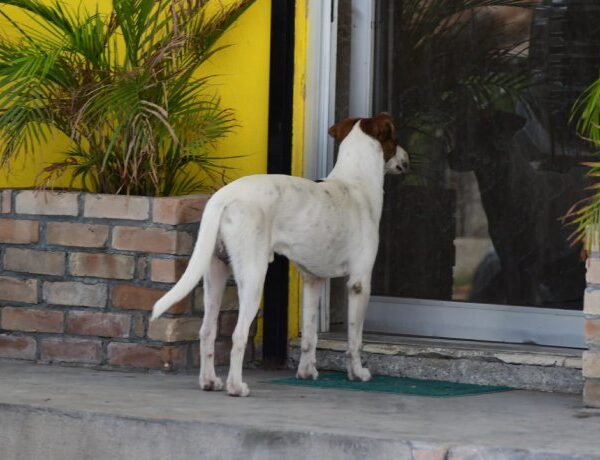 Entrega Secretaría de Salud estatal vacunas antirrábicas a las veterinarias locales