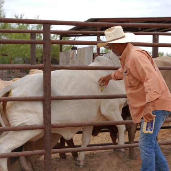 Gobierno municipal apoya a micro productores con vacuna de Ivermectina para su ganado