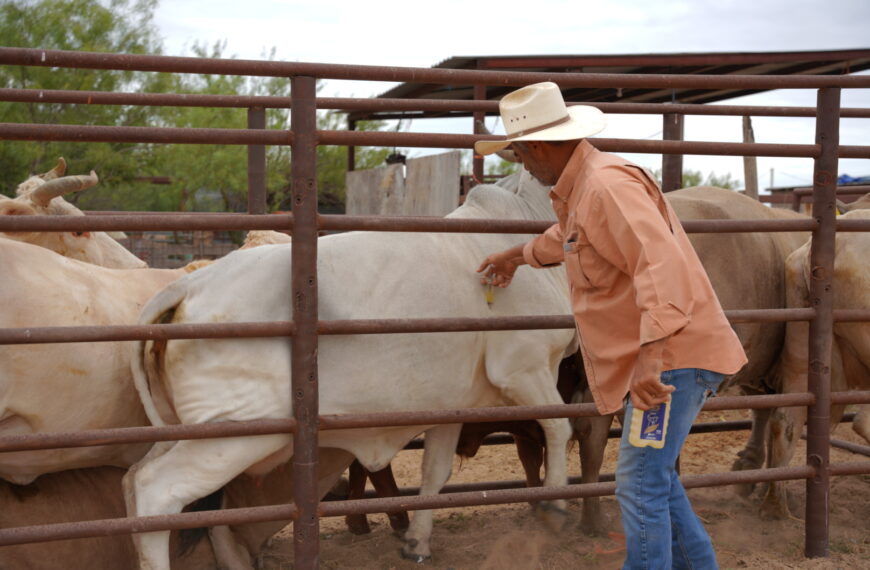 Gobierno municipal apoya a micro productores con…