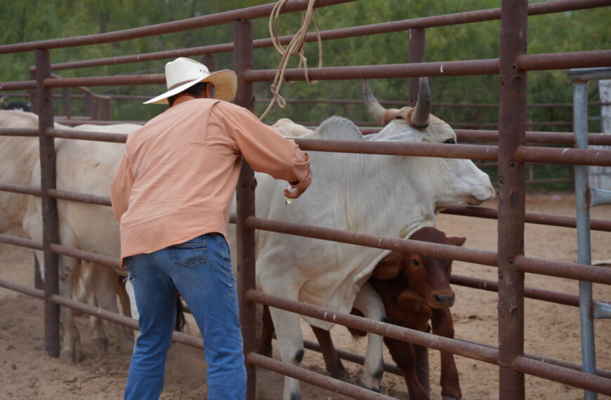 Gobierno municipal apoya a pequeños productores con vacunación de Ivermectina para su ganado