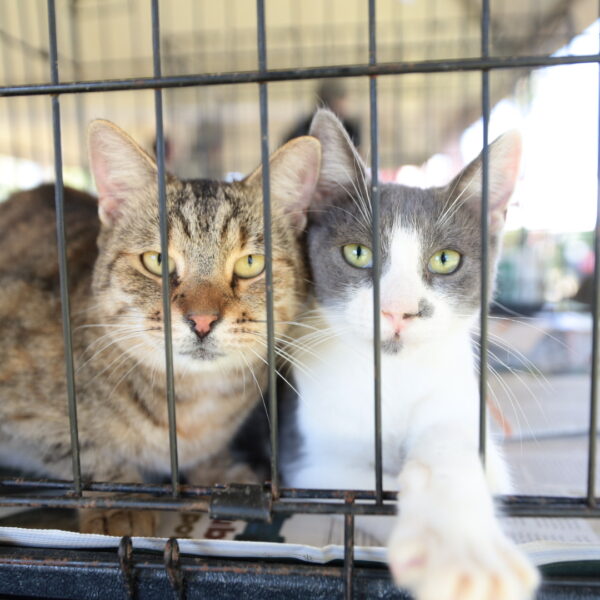 Gobierno municipal realiza feria de adopción canina y felina