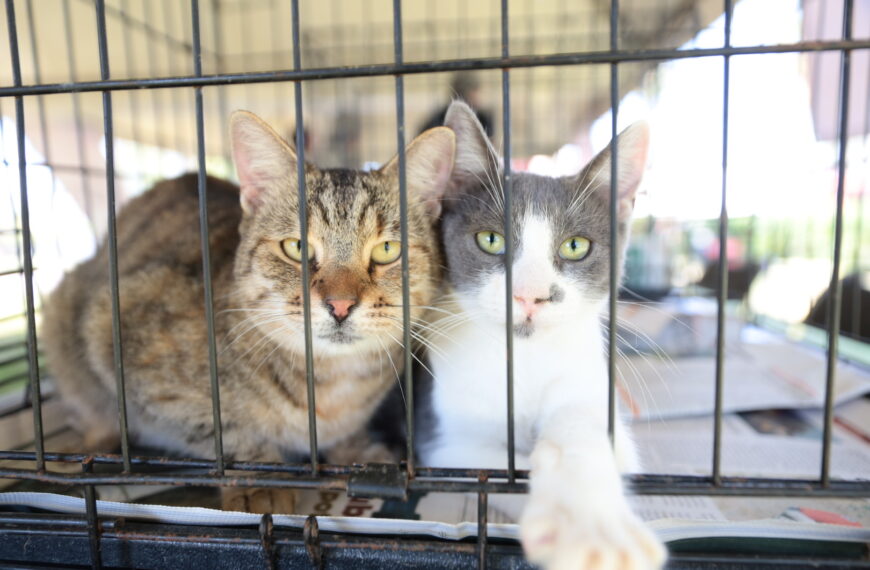 Gobierno municipal realiza feria de adopción canina y felina