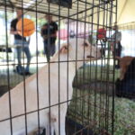 Gobierno municipal realiza feria de adopción canina…