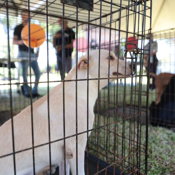 Gobierno municipal realiza feria de adopción canina y…