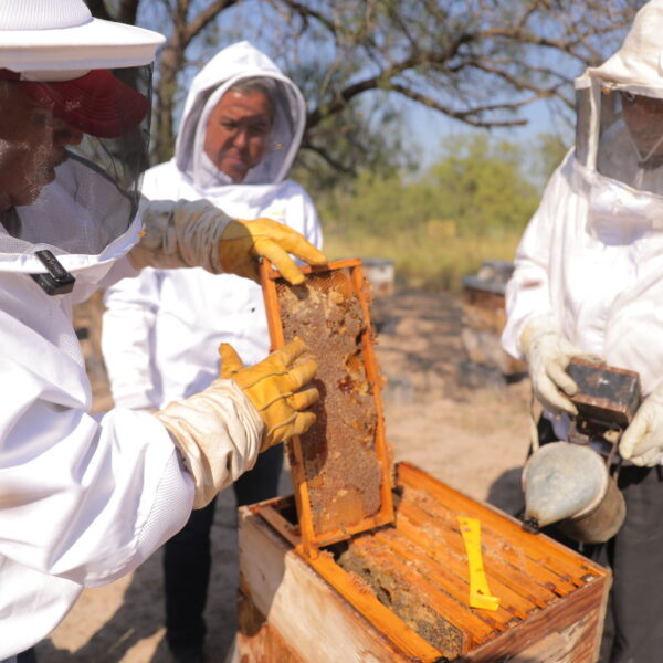 Es el gobierno de Nuevo Laredo el único en Tamaulipas con programa de rescate de colmenas