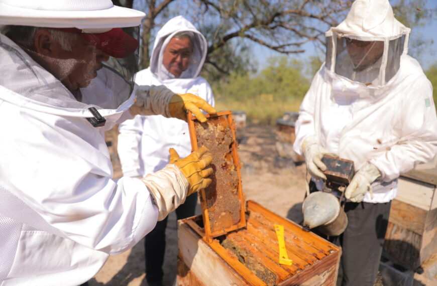 Es el gobierno de Nuevo Laredo el único en Tamaulipas con programa de rescate de colmenas