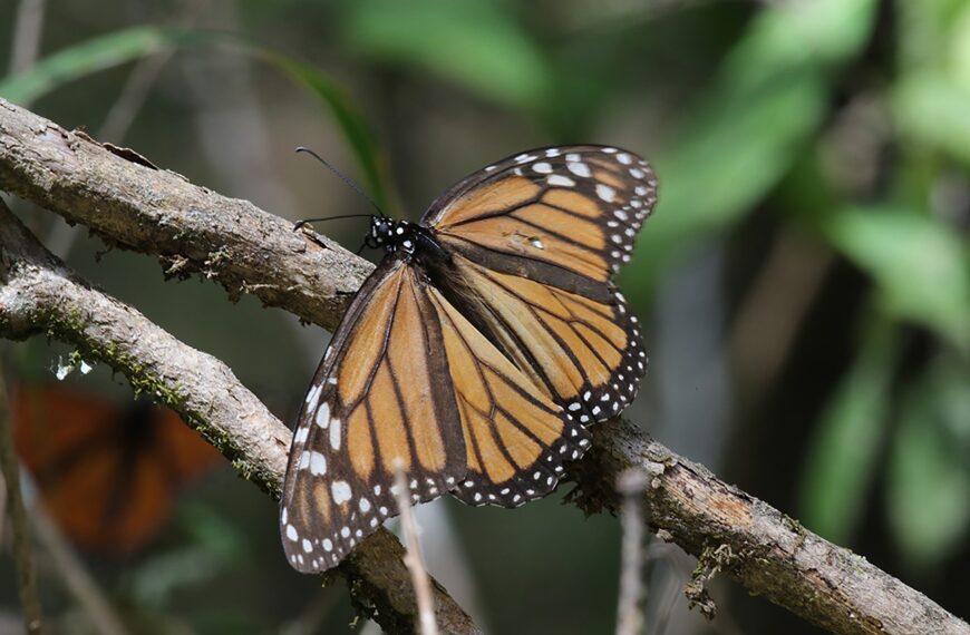 Realizarán el primer festival cultural de mariposa monarca en la biósfera de El Cielo