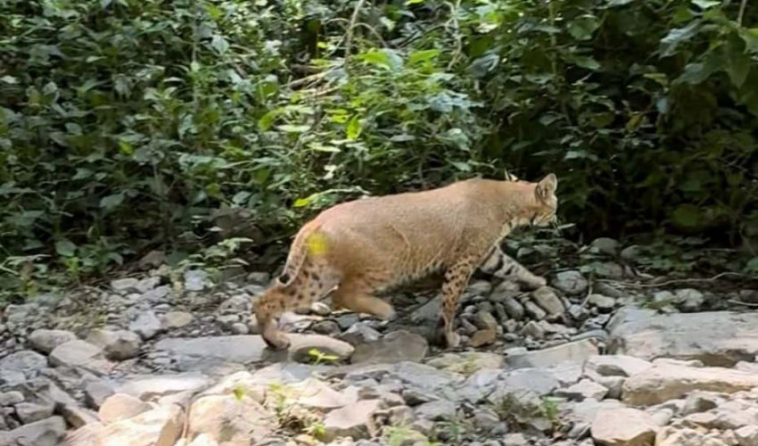 Libera Comisión de Parques de Tamaulipas búhos, linces, ocelote y una osezna