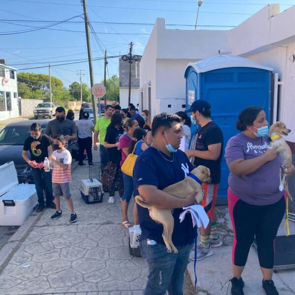 Realizará gobierno municipal Onceava Campaña de Esterilización Felina y Canina
