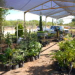 El gobierno municipal impulsa la reforestación urbana…