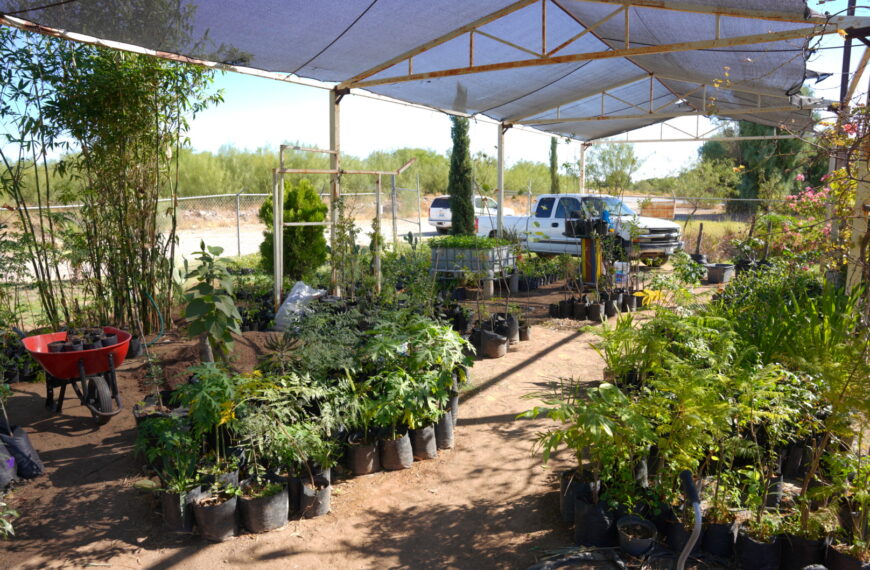 Gobierno municipal impulsa la reforestación urbana a través de su vivero municipal