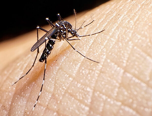 Suma dengue otra muerte en Tamaulipas; hay 2,197…
