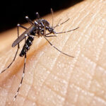 Suma dengue otra muerte en Tamaulipas; hay…