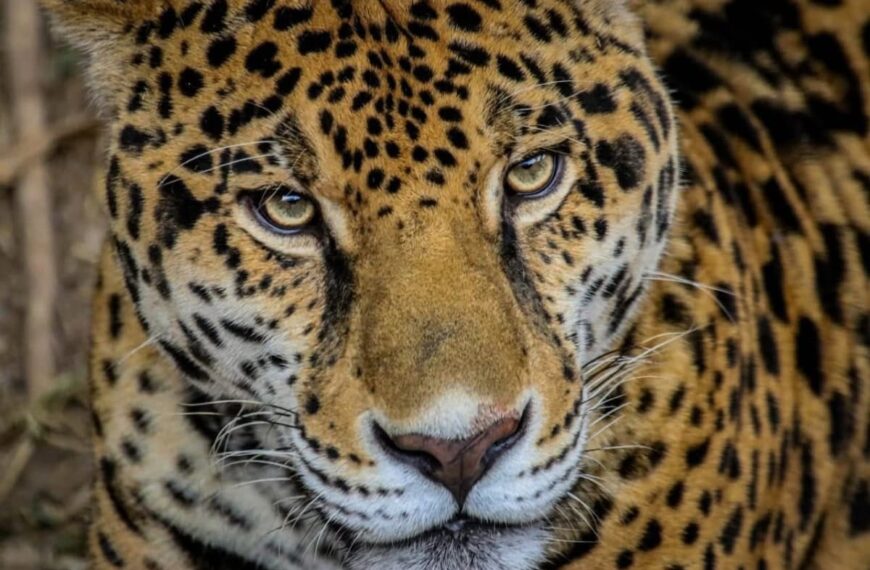 Trabaja Tamaulipas en seis programas de conservación de flora y fauna de la región