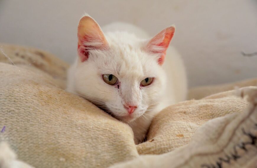 Emite gobierno municipal recomendaciones para proteger a mascotas del frío 