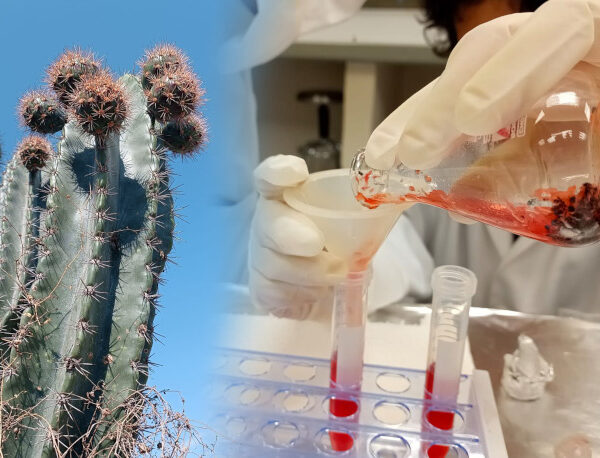Estudio de la UAT analiza el potencial antioxidante de la cáscara de pitaya