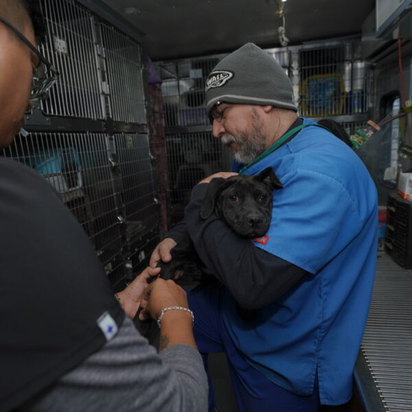 Inicia gobierno municipal campaña de esterilización de perros y gatos callejeros