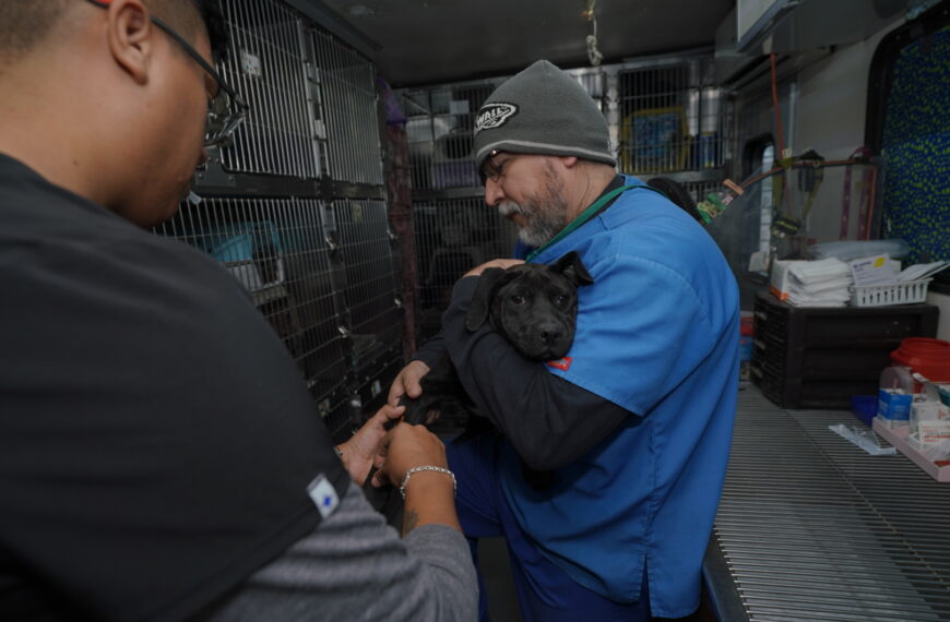 Inicia gobierno municipal campaña de esterilización de perros y gatos callejeros