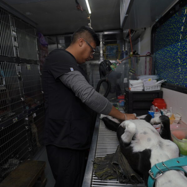 Arranca Campaña de Esterilización de Perros y Gatos Callejeros del gobierno municipal