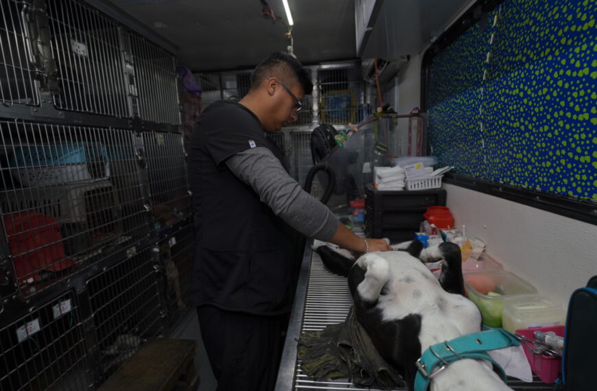 Arranca Campaña de Esterilización de Perros y Gatos Callejeros del gobierno municipal