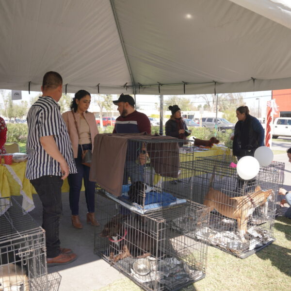 Exitosa Feria de Adopciones en Nuevo Laredo: 31 mascotas encuentran un hogar 