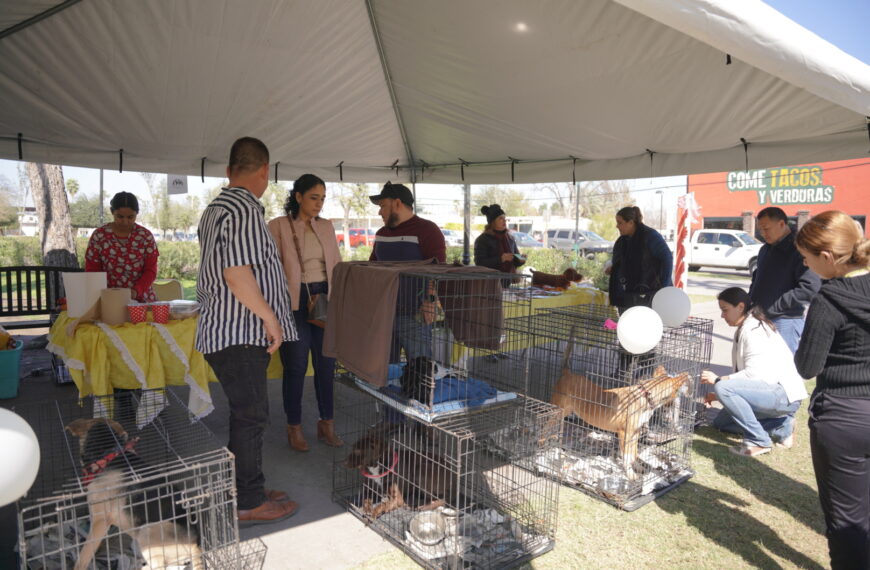 Exitosa Feria de Adopciones en Nuevo Laredo: 31 mascotas encuentran un hogar 