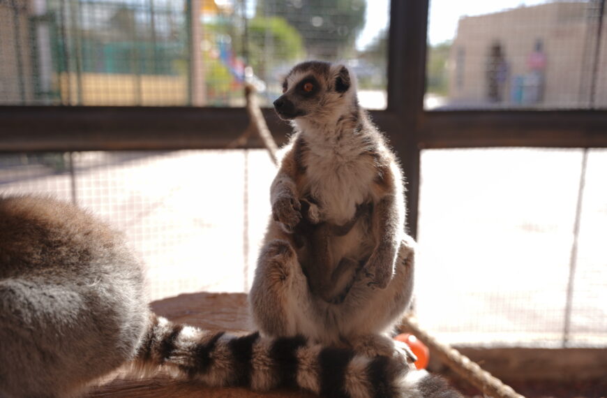 Tiene Zoológico de Nuevo Laredo nuevos inquilinos; nacen crías de hipopótamo y lémur