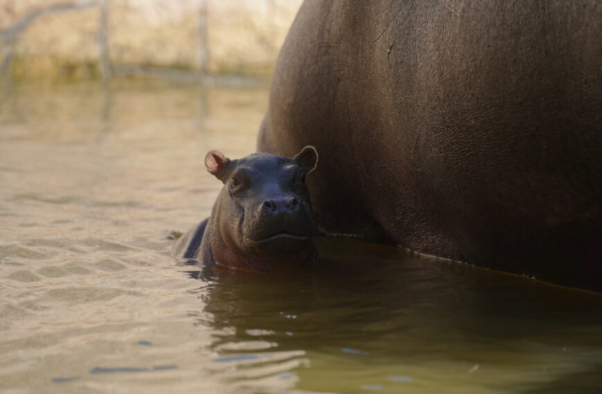 Nacen crías de hipopótamo y lémur en el Zoológico y Acuario de Nuevo Laredo