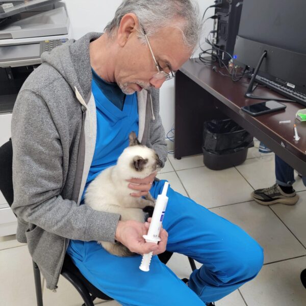 Refuerza Dirección de Bienestar Animal atención a perros y gatos en situación de calle 