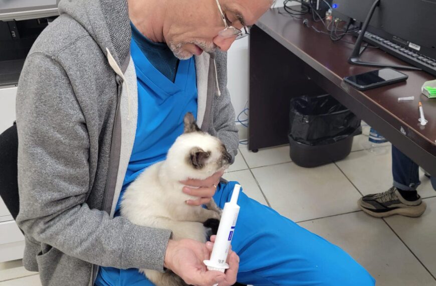 Refuerza Dirección de Bienestar Animal atención a perros y gatos en situación de calle 
