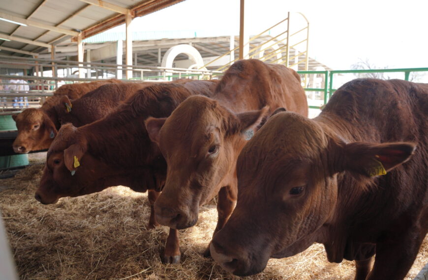 Convoca gobierno municipal al primer concurso del novillo gordo en Nuevo Laredo
