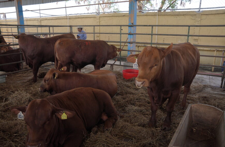 Invitan a ganaderos de Nuevo Laredo al Primer Concurso del Novillo Gordo con premios e incentivos