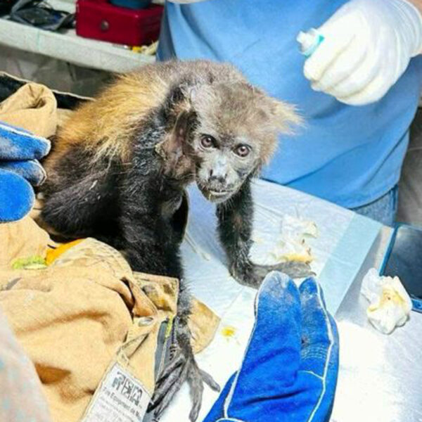 Mona aulladora rescatada al borde de la muerte:…