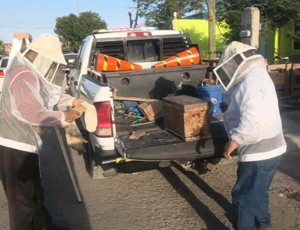 Solicita Protección Civil reportar panales de abejas para mantener seguridad ciudadana