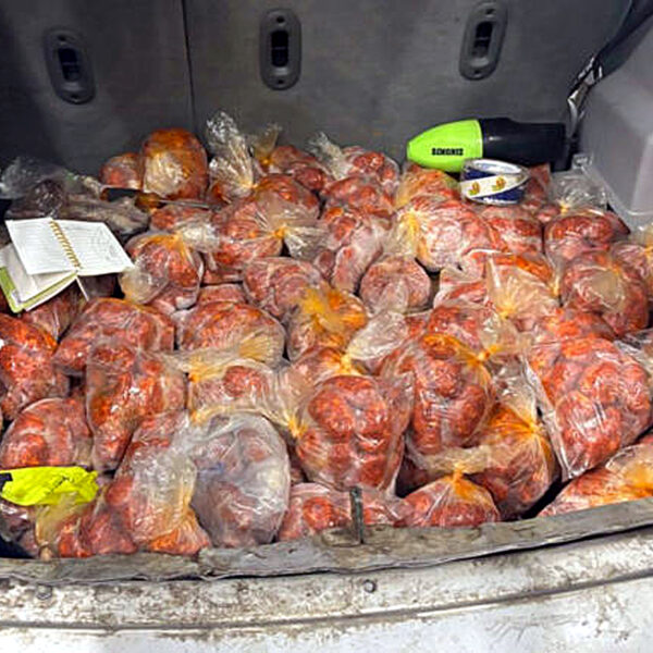 Oficiales de CBP decomisan carne de cerdo en el Puente Juárez-Lincoln durante operativo de inspección a vehículo particular