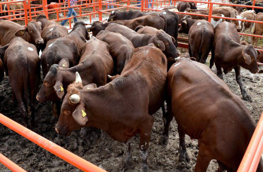 Nuevo Laredo se perfila como sede para nueva cuarentenaria ganadera¿Nuevo impulso económico para nuestra ciudad?