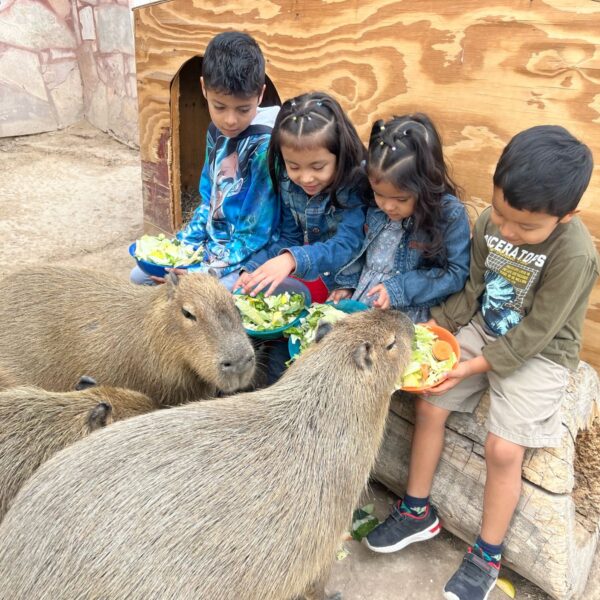 Zoológico, acuario y alberca gratis el sábado en el festival del Día del Niño en el parque Viveros