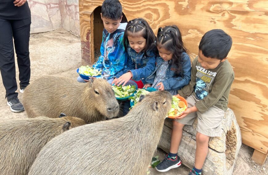 Zoológico, acuario y alberca gratis el sábado en el festival del Día del Niño en…