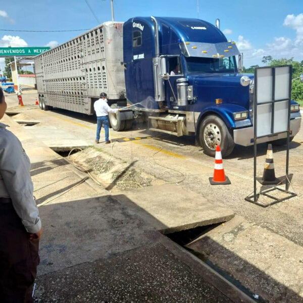 evaluación sanitaria ganado nuevo laredo junio 2025
