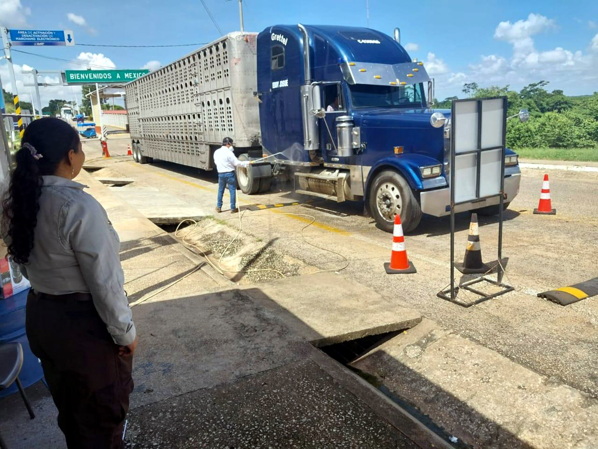 evaluación sanitaria ganado nuevo laredo junio 2025