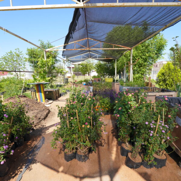 Nuevo Laredo da inicio a creación de jardines polinizadores en los espacios públicos de la ciudad
